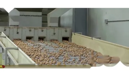 쉘의 뜨거운 판매 새로운 작물 호두